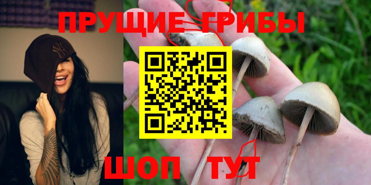 Псилоцибиновые грибы Cubensis Черкесск