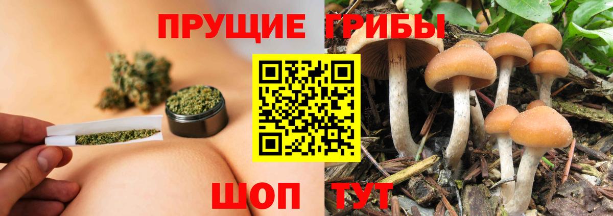 Галлюциногенные грибы Psilocybe  Черкесск  Псилоцибиновые грибы мухоморы 